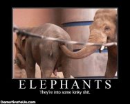 elephants.jpg