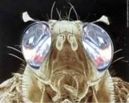 bug eye.jpg