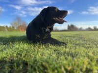 IMG_2388.jpeg